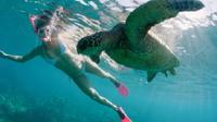 Sea Turtle and Dolphin Snorkeling Adventure