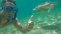 Turtle Beach North Shore Snorkeling Tour