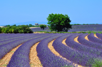 Excursion dans les champs de lavande de Provence et à Aix-en-Provence au départ de Marseille