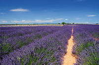 Marseille Shore Excursion: Private Aix-en-Provence and Valensole Lavender Tour