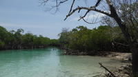 Mangrove Swim, Snorkel and Exploration Tour