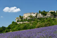 Provence Lavender Small Group Half-Day Trip