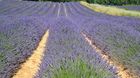 Small-Group Day Trip to Lavender Fields and Provencal Villages including Lavender Museum Visit from Arles
