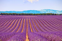 Small-Group Lavender Day Trip from Avignon: Aix-en-Provence, Valensole Plateau and L'Occitane Shop