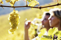 Tour des vignobles de la vallée du Rhône au départ d'Avignon: Châteauneuf-du-Pape et Tavel