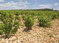 Visite privé des vignobles de la vallée du Rhône au départ d'Avignon: Châteauneuf-du-Pape et Tavel - Avignon - 