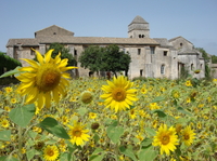 Visite privé en Provence: sur les traces de Van Gogh