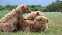 Full-Day Sightseeing and Bear Watching Trip