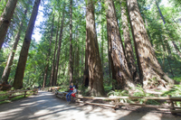 Excursion à l'option Muir Woods et Sausalito au départ de San Francisco Incluant juin Croisière dans la baie en