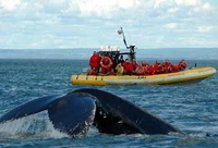 Croisière d'observation des baleines d'Une journée au départ de Québec
