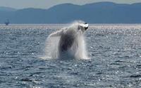 Excursion d'Une journée à Rivière-du-Loup et croisière d'observation des baleines à Montréal