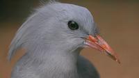 Half-Day Bird and Wildlife Watching Tour from Noumea