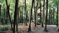 Tour du bord de mer d'Auckland: visiter en petit groupe de la côte et de la forêt tropicale