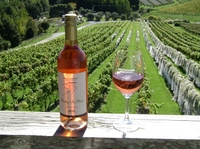 Tour du bord de mer d'Auckland: tournée gastronomique et de dégustation de vins en petit groupe à Matakana