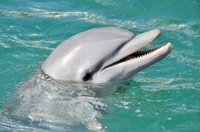 Croisière d'observation des dauphins DEPUIS l'Aquarium de Floride à Tampa Bay