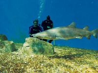 Excursion sur le borde de mer de Tampa: plongée with les requins à l'Aquarium de Floride