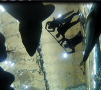 Nage with les requins à l'Aquarium de Floride