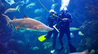 Plongée with les requins à l'Aquarium de Floride A Tampa Bay