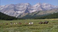 Half-Day Horseback Trail Ride in Kananaskis 