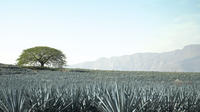 Tequila Half-Day Tour: Horseback Riding, Agave Fields and Tasting