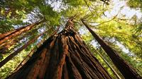 Small Group Muir Woods and Sausalito Tour