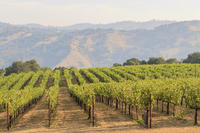 Small Group Muir Woods and Wine Country Tour