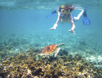 Tour en kayak du récif des tortues
