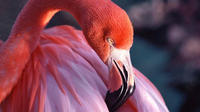 Celestun National Park and Flamingos Tour from Merida