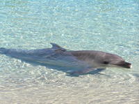 Dolphin Cove Experience in Negril