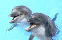 Dolphin Encounter at Dolphin Cove Negril