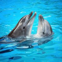Ocho Rios Dolphin Encounter Program