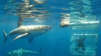 Shark Cage Diving Full-Day Tour from Cape Town