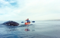 Aventura de Caiaque para Observação de Baleias em La Jolla Aventura de Caiaque para Observação de Baleias em La Jolla