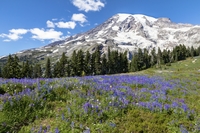 Visite privée: une journée au Mont Rainier de départ de Seattle