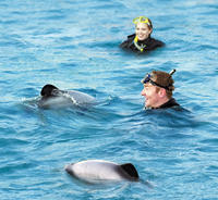 BAIGNADE AVEC les dauphins Ë Akaroa
