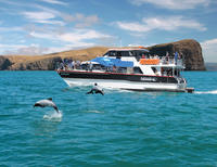nature Croisière dans le Port d'Akaroa