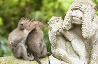 Bali Monkey Forest, Mengwi Temple and Tanah Lot Afternoon Tour