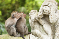 Visite Dans l'après-midi de la forêt des singes, du temple de Mengwi et de Tanah Lot à Bali