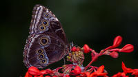 Butterfly Garden Tour in Monteverde