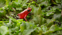 Selvatura Park: Herpetarium Tour in Monteverde