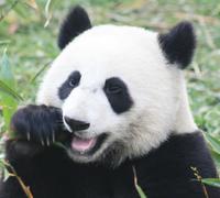 Dagstur fra Hong Kong til Guangzhou (Kanton) på det kinesiske fastlandet Dagstur fra Hong Kong til Guangzhou (Kanton) på det kinesiske fastlandet