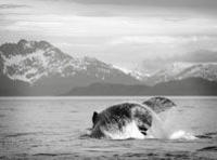 Croisière d'observation des baleines à Juneau et visite du glacier Mendenhall