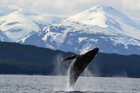 Juneau Whale-Watching Cruise and Brewery Tour