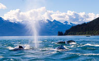 Juneau Whale-Watching Cruise