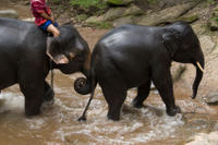 Chiang Mai Elephants at Work Tour