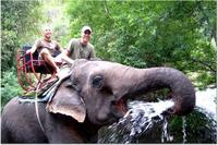 Excursion d'Une journée à destination du parc national de Khao Yai with balade à dos d'éléphant, au départ de Bangkok