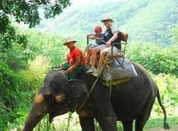 One-Hour Elephant Jungle Trek from Phuket