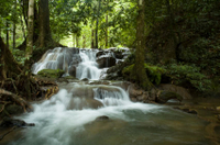 Visite des sources chaudes de Krabi et de la forêt tropicale d'Une journée