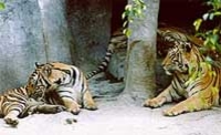 Visite du zoo de tigres au départ de Pattaya, déjeuner inclus