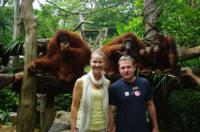 Excursion privée: visite d'Une matinée au zoo de Singapour Avec l'option de petit-déjeuner En pleine jungle parmi les orangs-outangs